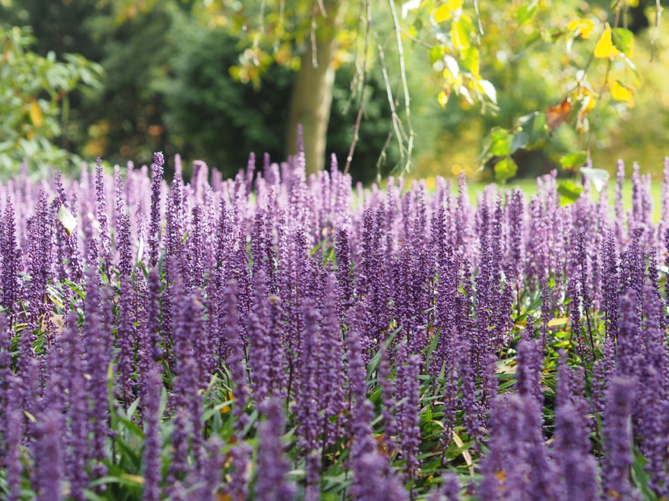 Kew Gardens en famille