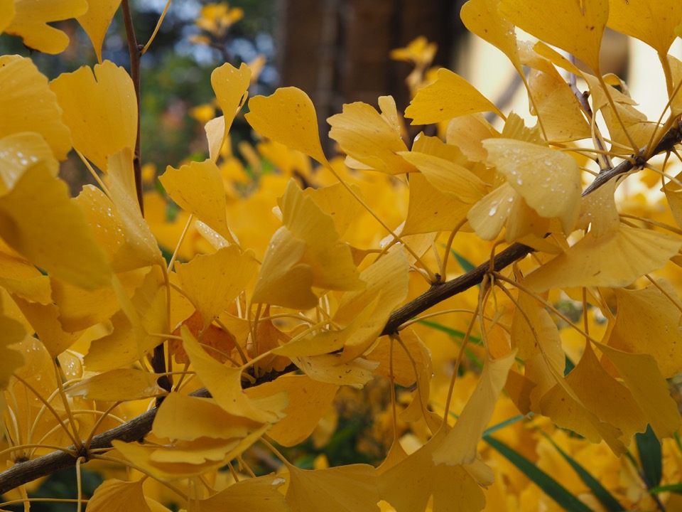 Kew Gardens en famille