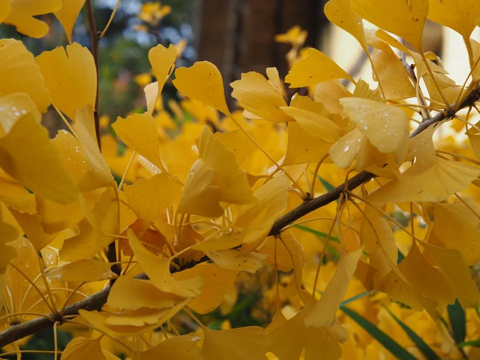 Feuilles de ginkgo dorées à Kew Gardens