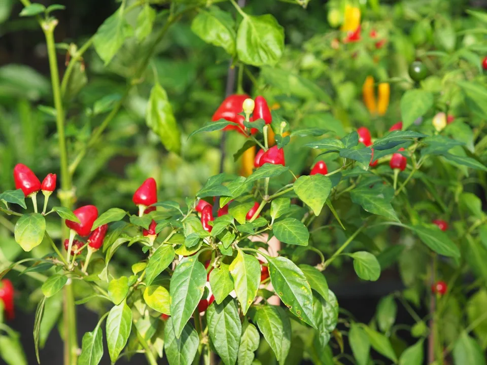 Piments rouges poussant dans une serre