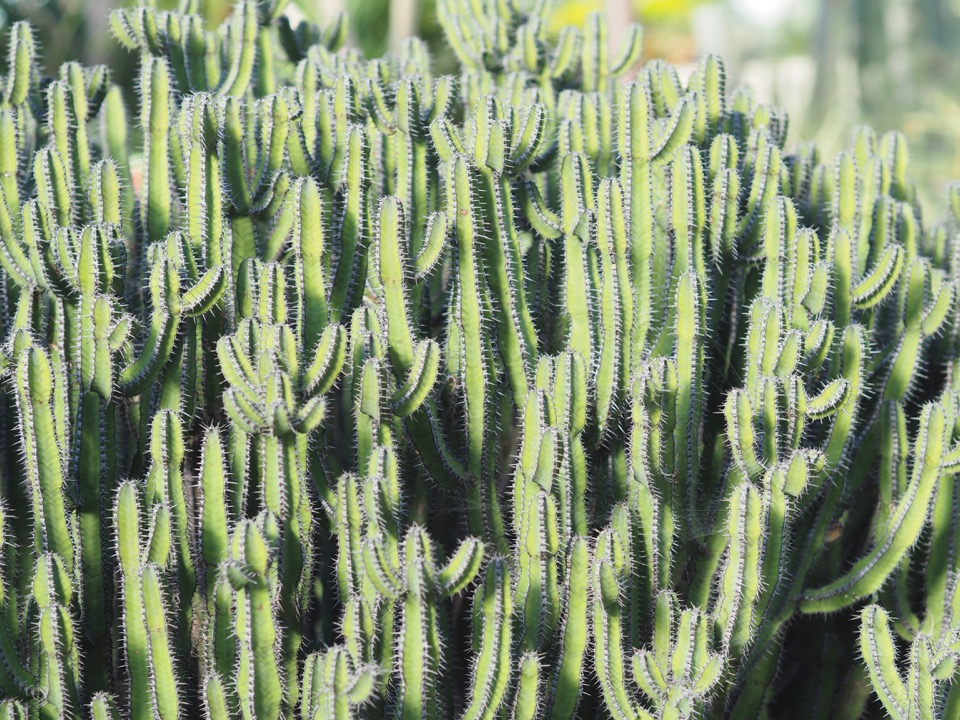 Kew Gardens en famille