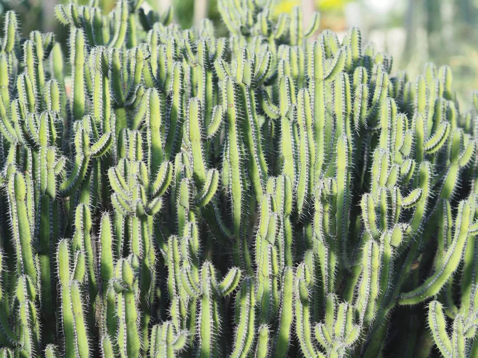 Cactus au Conservatoire Princesse de Galles