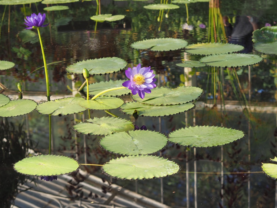 Kew Gardens en famille
