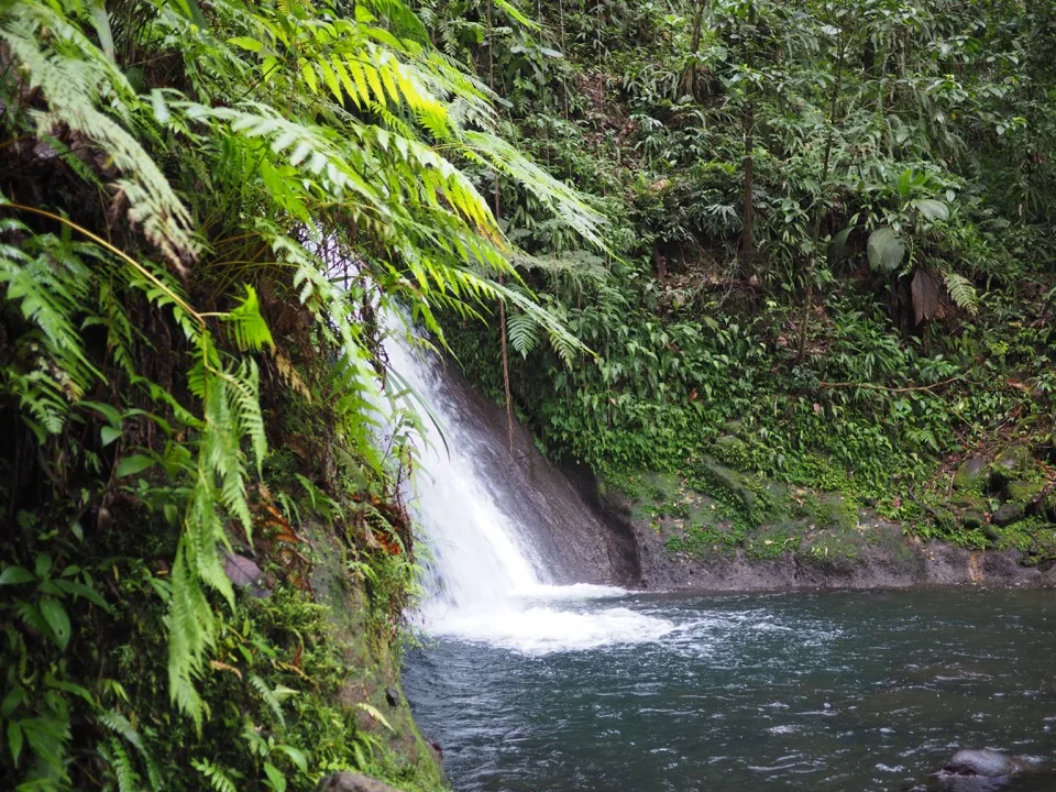 Petite cascade se jetant dans un bassin de forêt tropicale