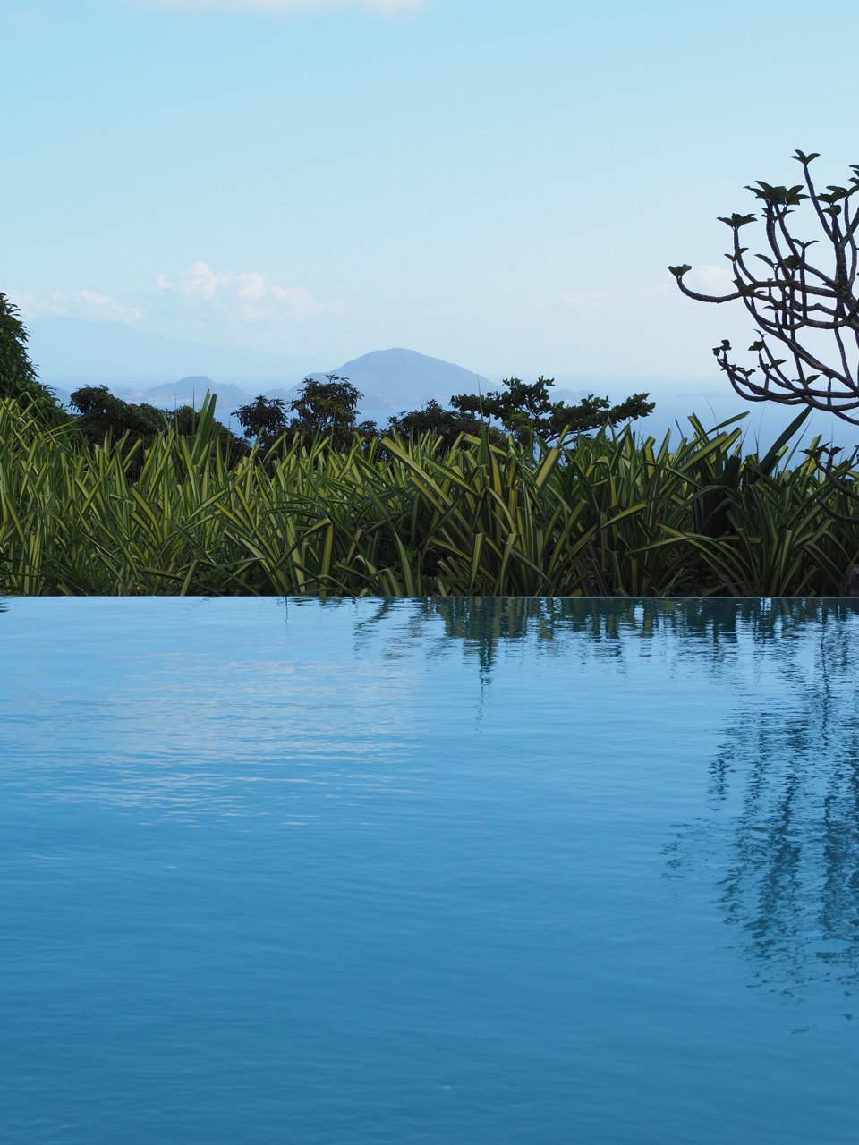 Jardin Malanga Guadeloupe