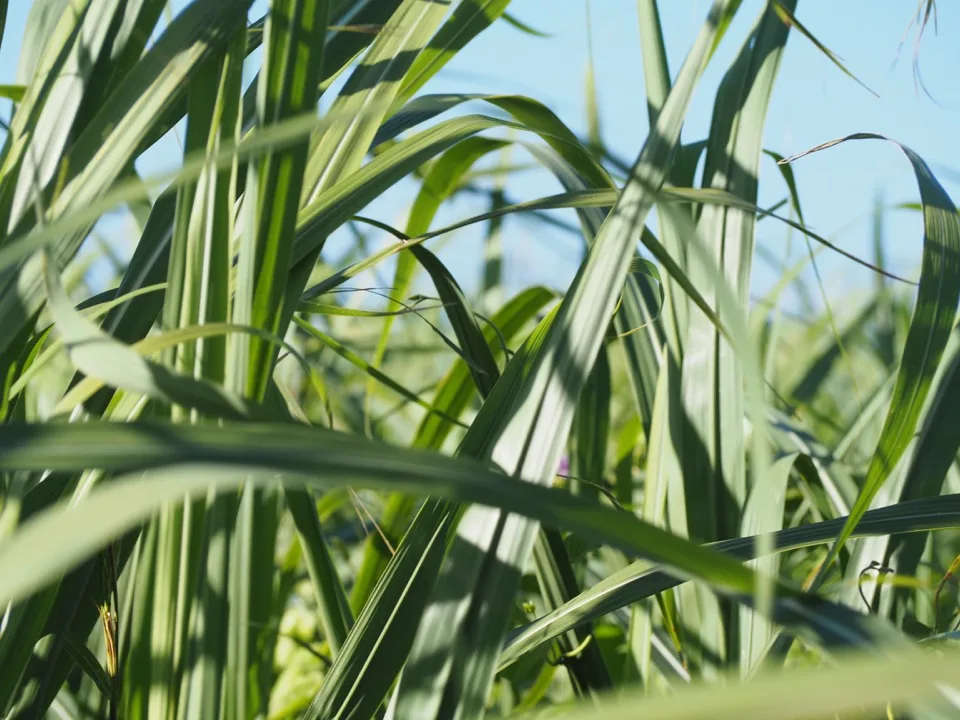 Feuilles de canne à sucre en gros plan