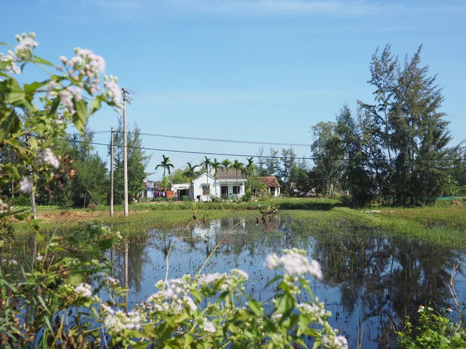Étang et arbres fleuris dans la campagne vietnamienne