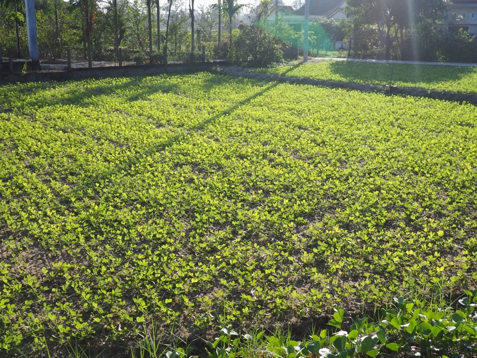 Sämlinge wachsen in einer Gärtnerei in der Nähe von Hoi An