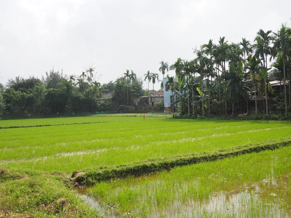 Champs de riz et palmiers dans les zones rurales du Vietnam