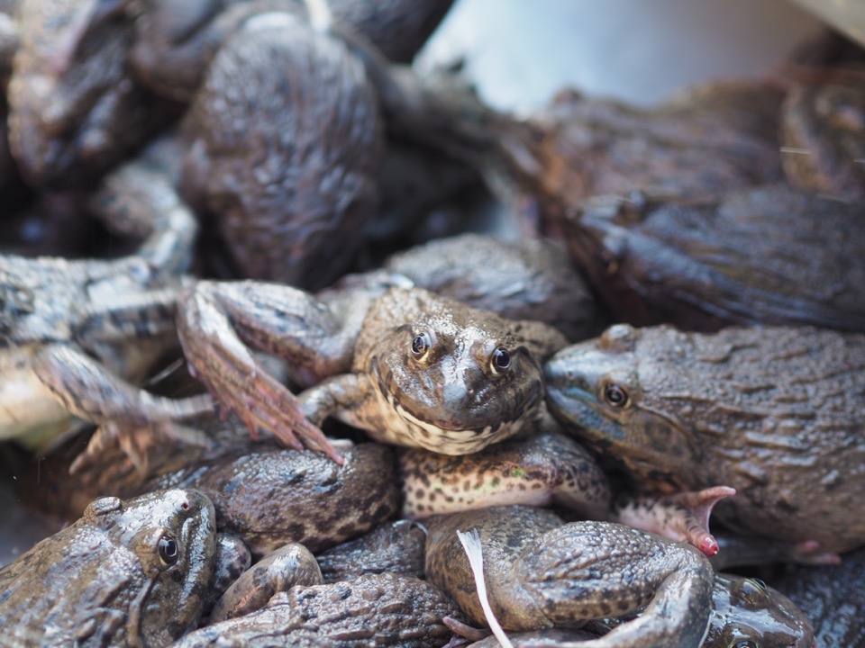 grenouilles