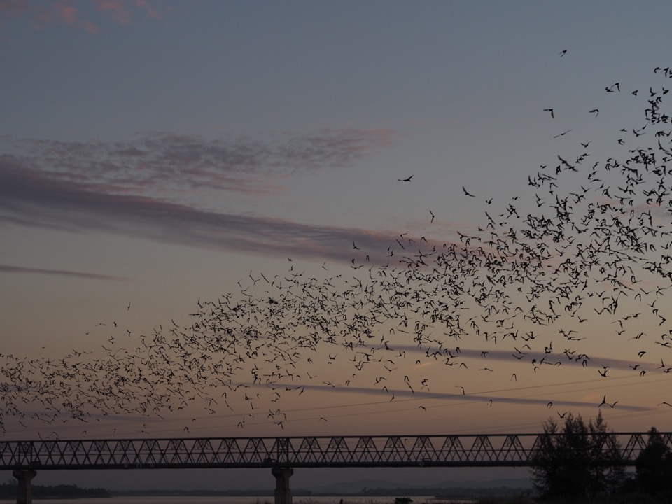 chauve-souris Hpa-An