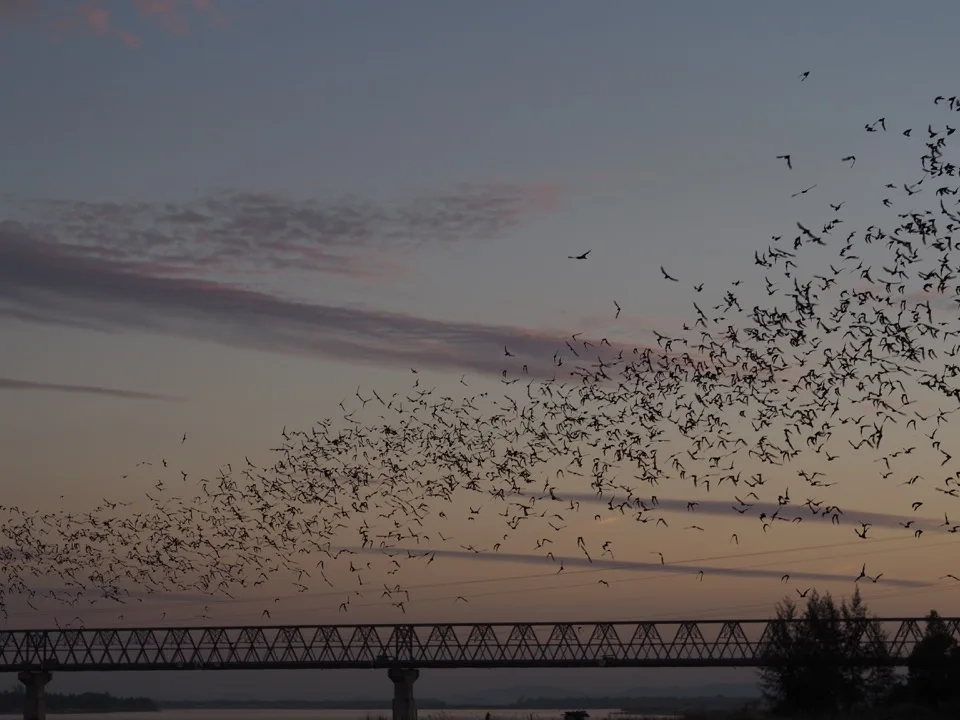 Fledermäuse strömen in der Abenddämmerung über eine Brücke