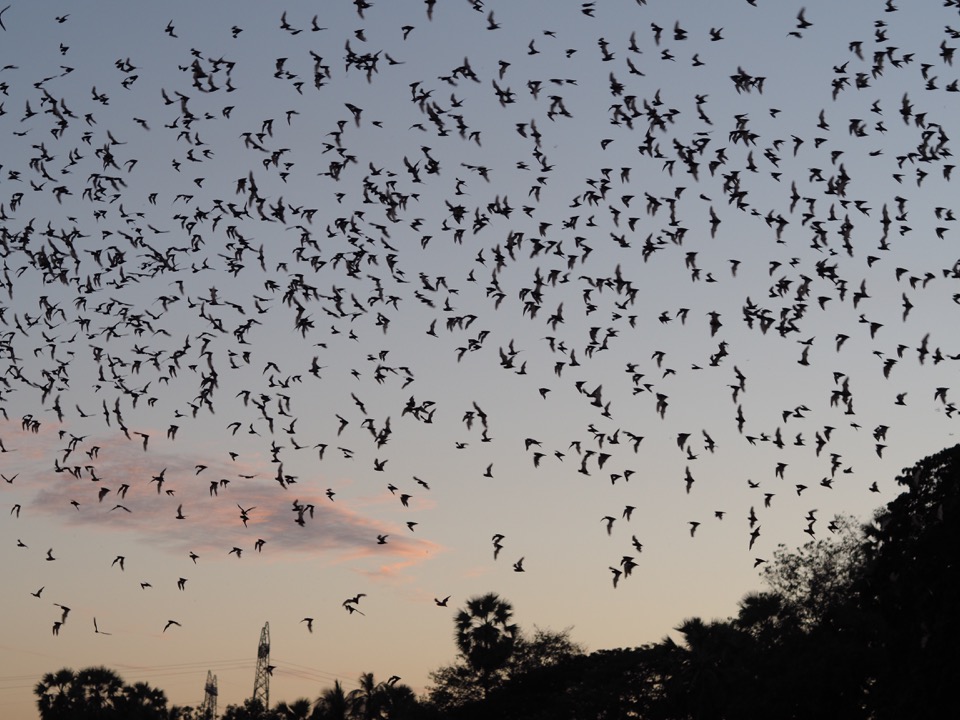 chauve-souris