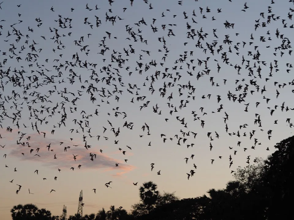 Großer Fledermausschwarm überquert den Abendhimmel