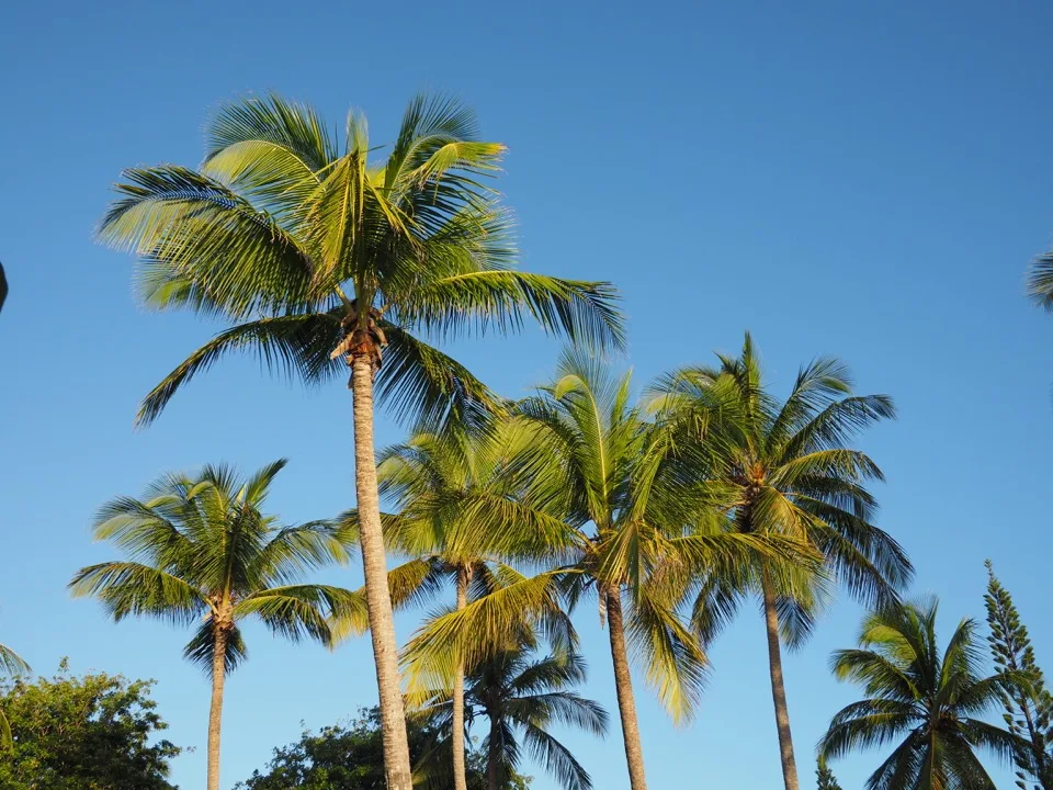 Palmiers contre un ciel bleu clair de Guadeloupe