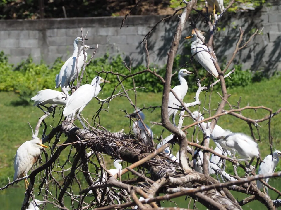 Oiseaux marins perchés dans un arbre en Guadeloupe