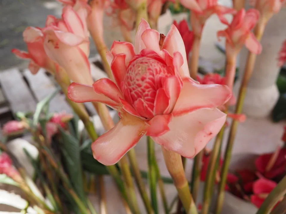 Fleur de gingembre flambeau rose au marché de Pointe-à-Pitre