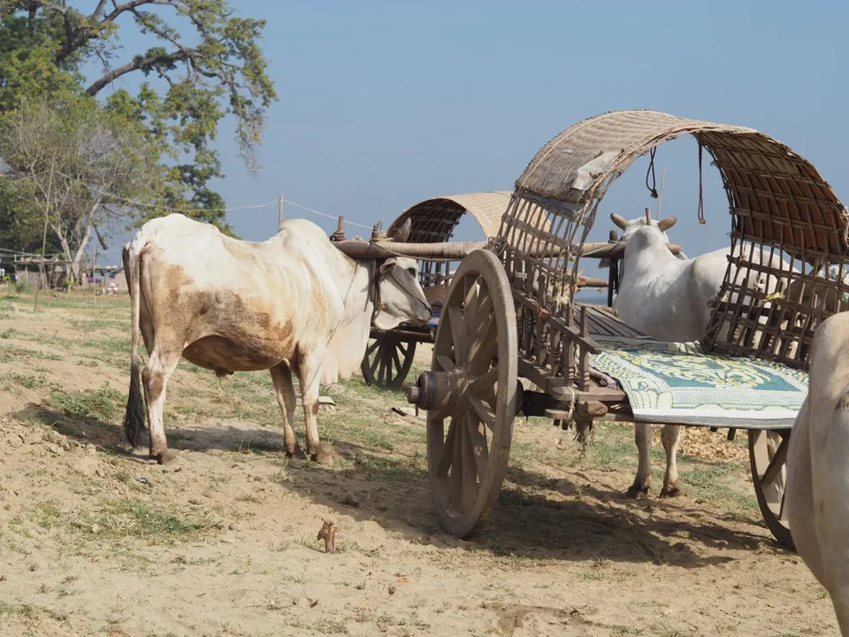Ochsenkarren auf einem Sandweg in Bagan