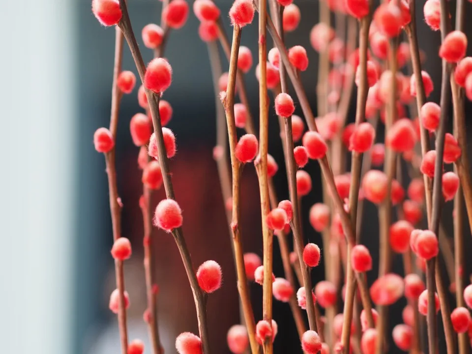 Rote Weidenkätzchenzweige in einer Vase