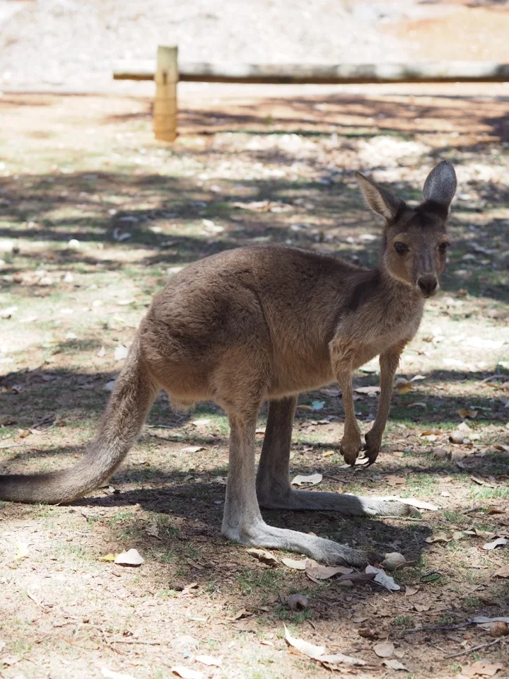 Känguru auf einem australischen Campingplatz