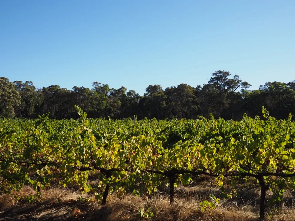 Weinberg im Südwesten Australiens