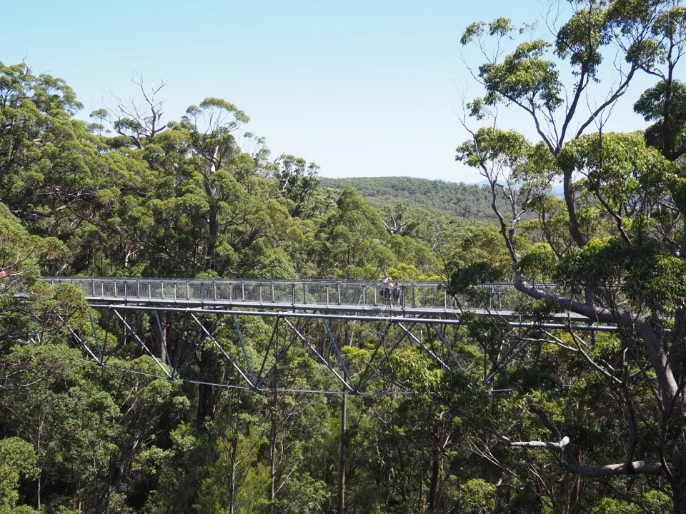 Baumwipfelpfad in einem australischen Wald
