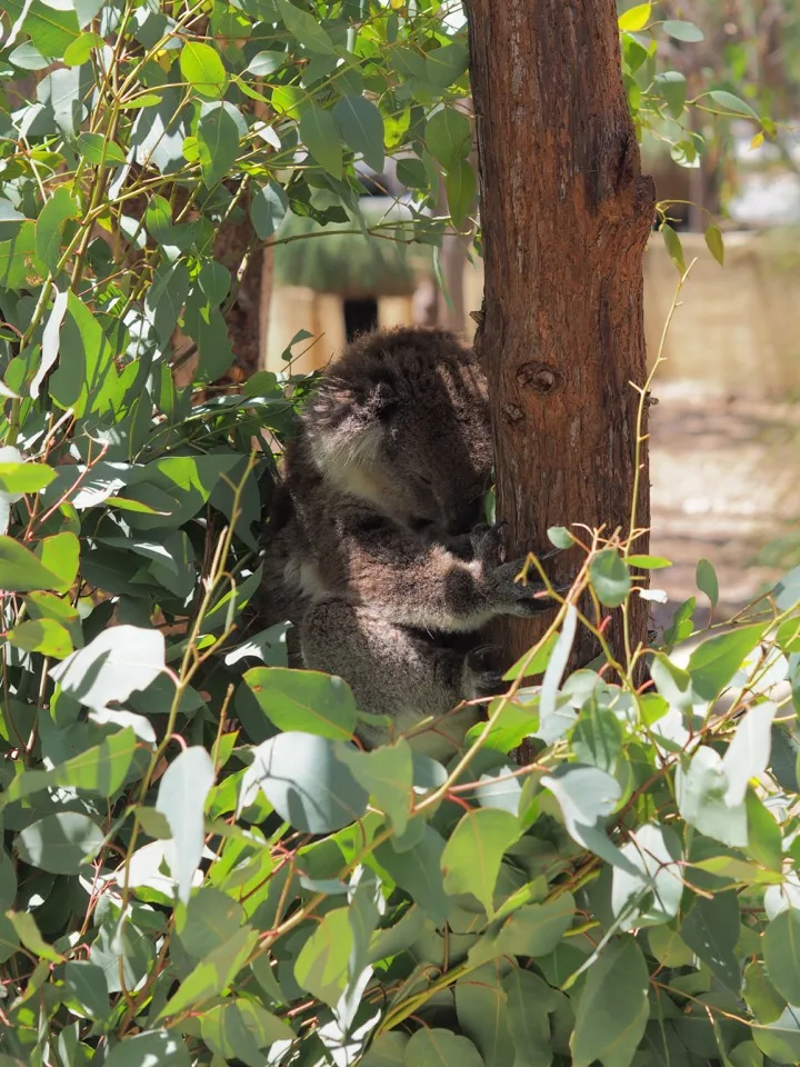 Koala in einem Eukalyptusbaum