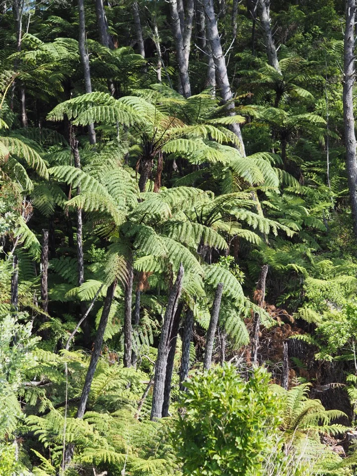 Baumfarne in einem neuseeländischen Wald