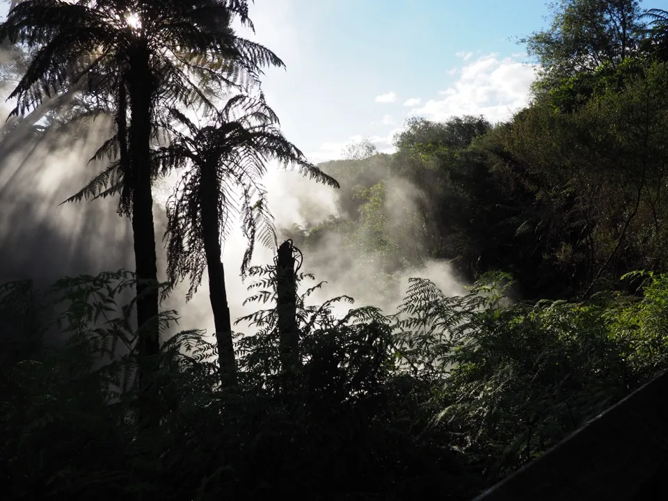 Dampf zwischen Bäumen in Rotorua