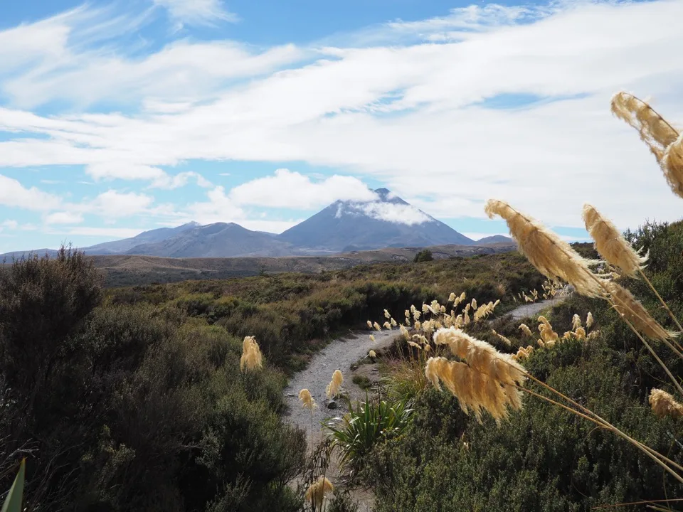 Vulkane des Tongariro-Nationalparks über goldenem Gras