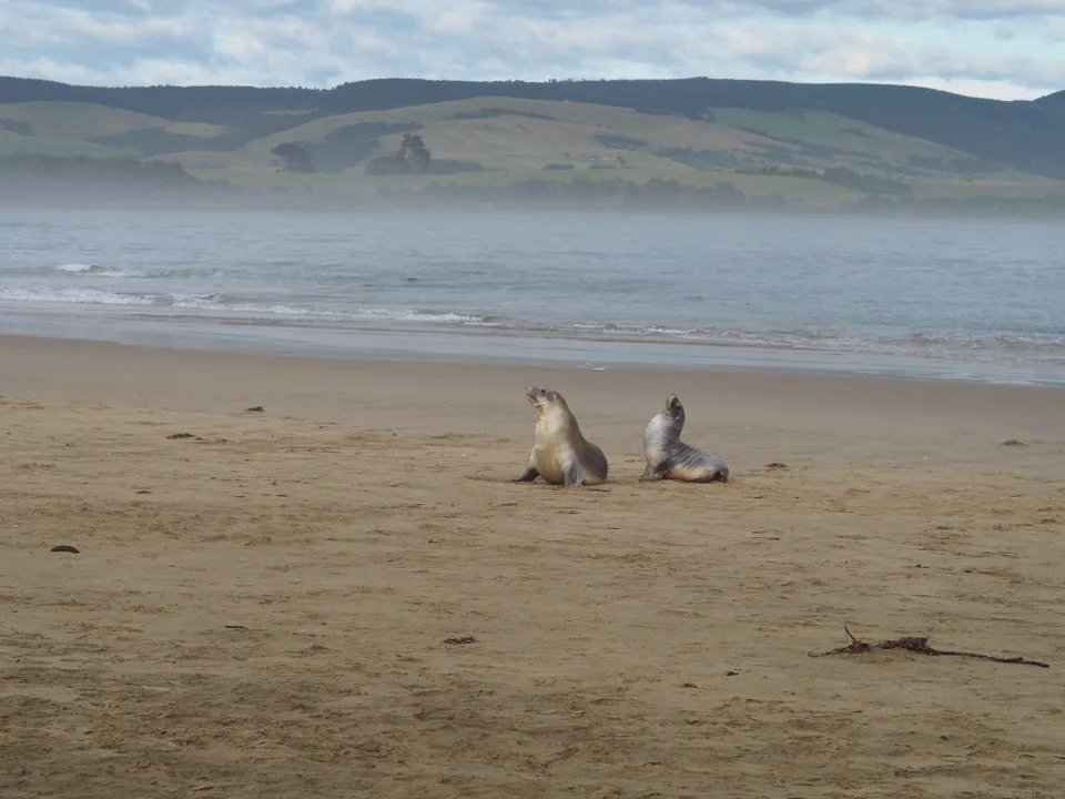 lions de mer