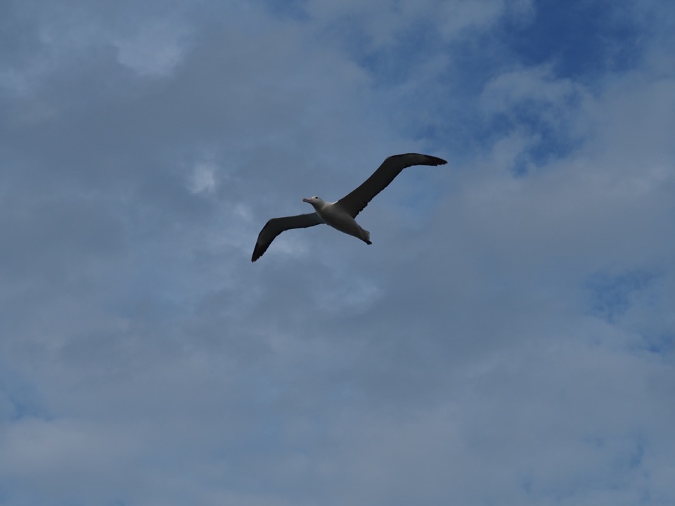 albatros