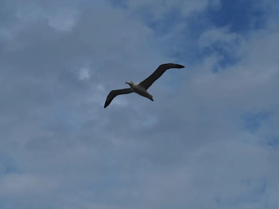 albatros