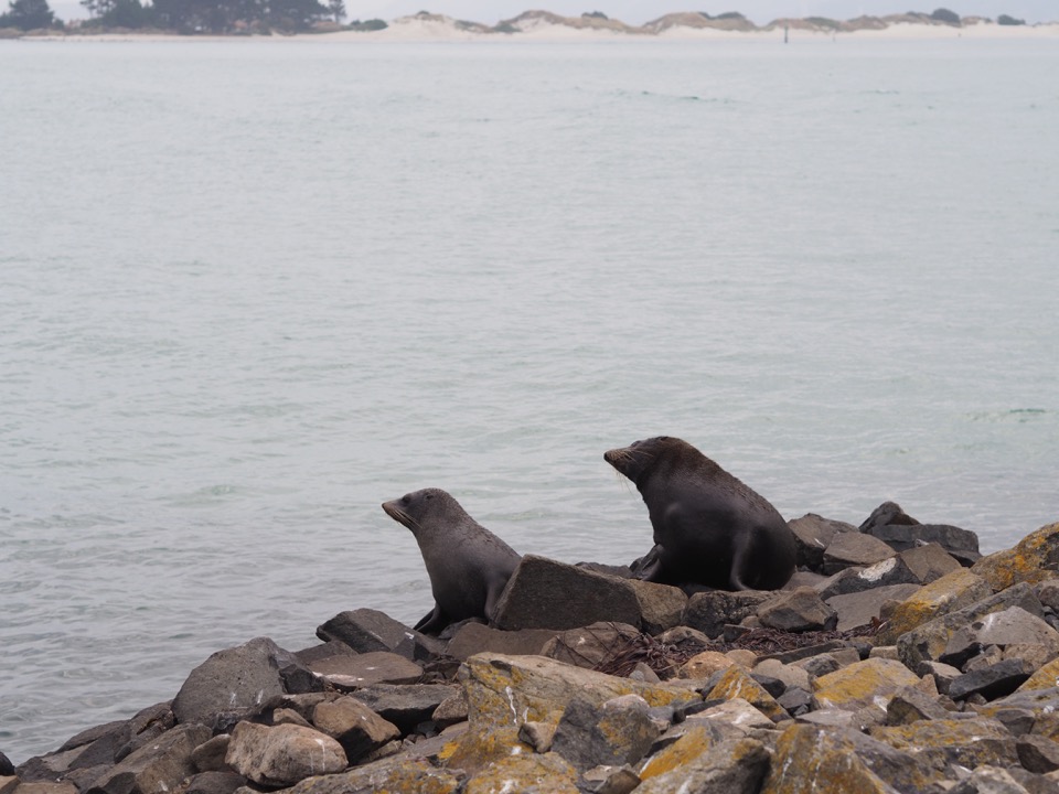 otaries en Nouvelle-Zélande