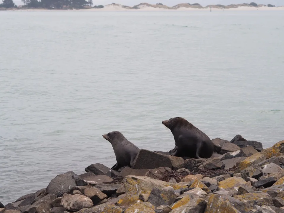 otaries en Nouvelle-Zélande