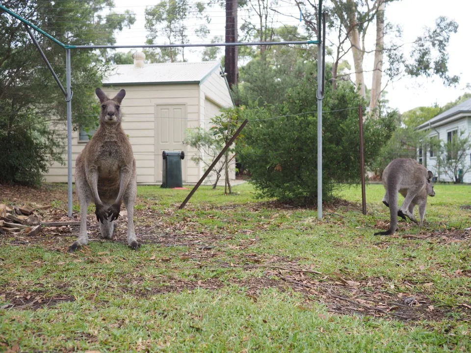 kangourou à Jervis Bay