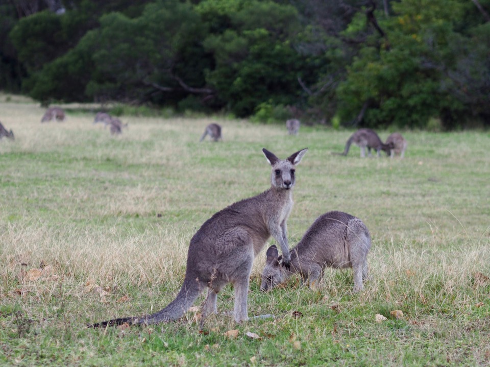 kangourous Australie