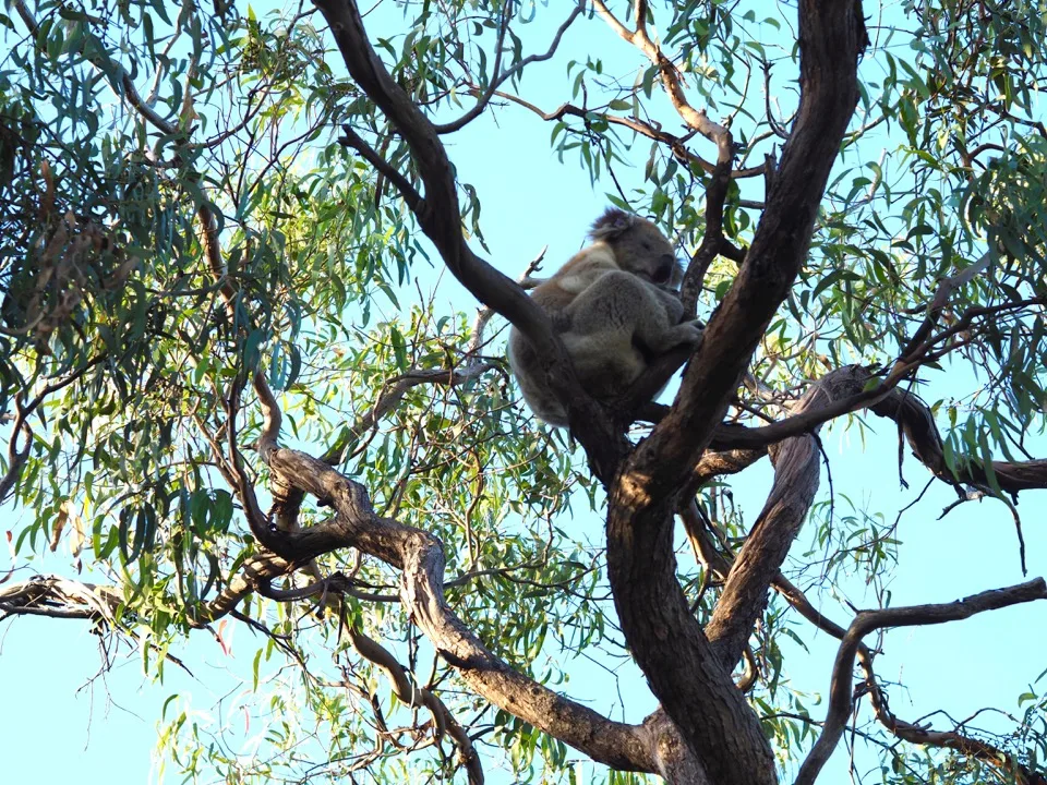 koalas Australie