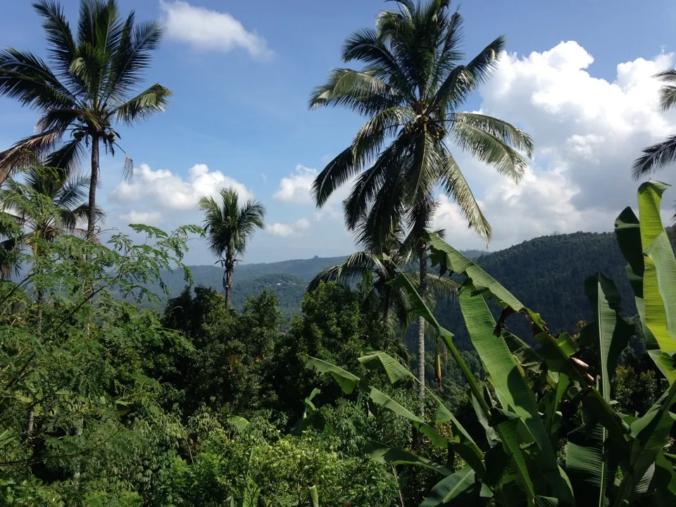 Palmiers au-dessus d’une forêt tropicale à Bali