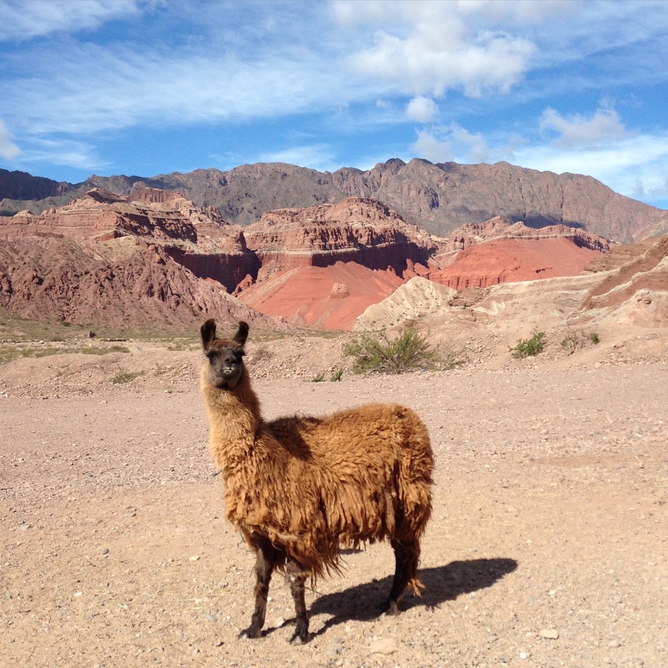 lama argentin