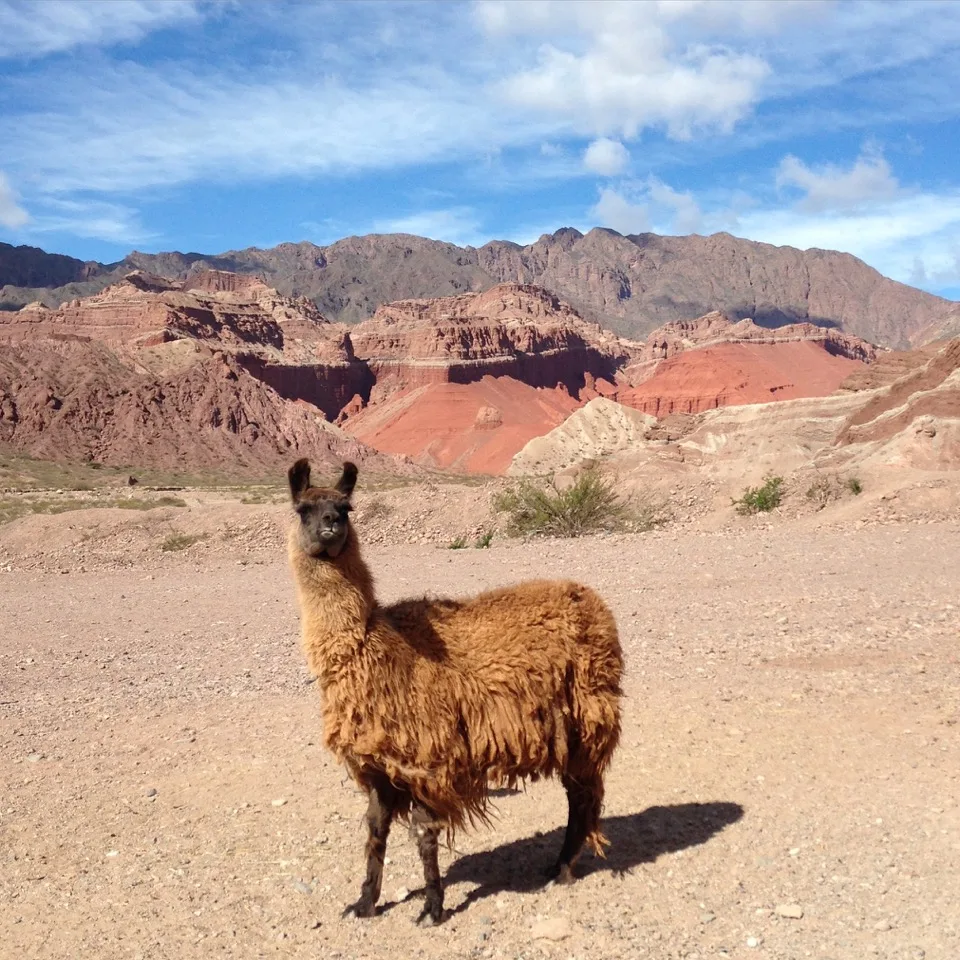 lama argentin