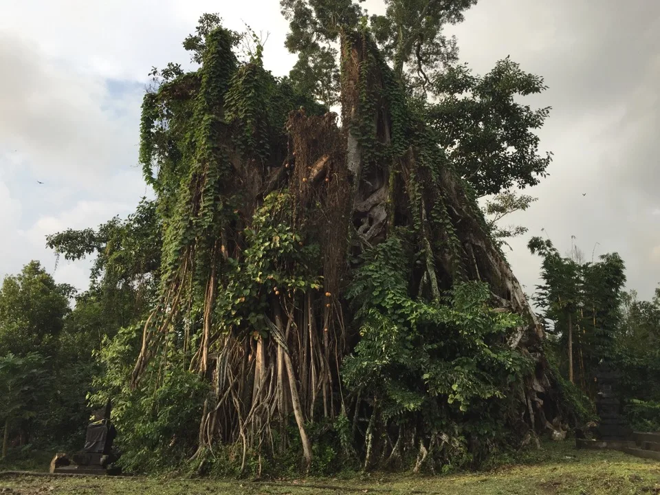 Grand arbre tropical couvert de lianes à Bali