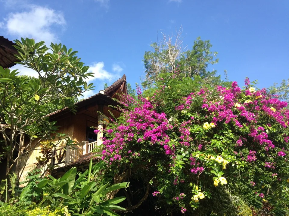 Rosa Bougainvillea vor einem balinesischen Haus