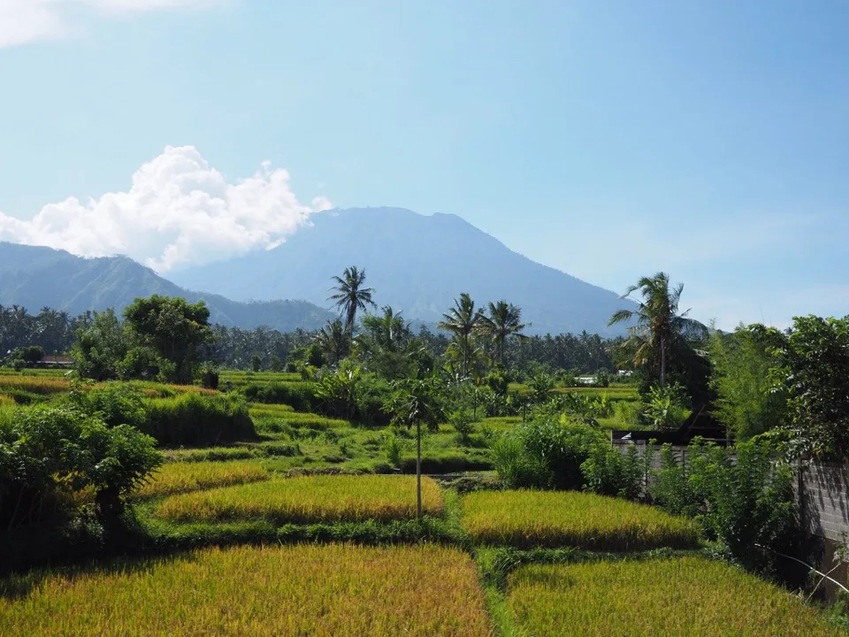 Grüne Reisfelder mit einem Vulkan am Horizont auf Bali
