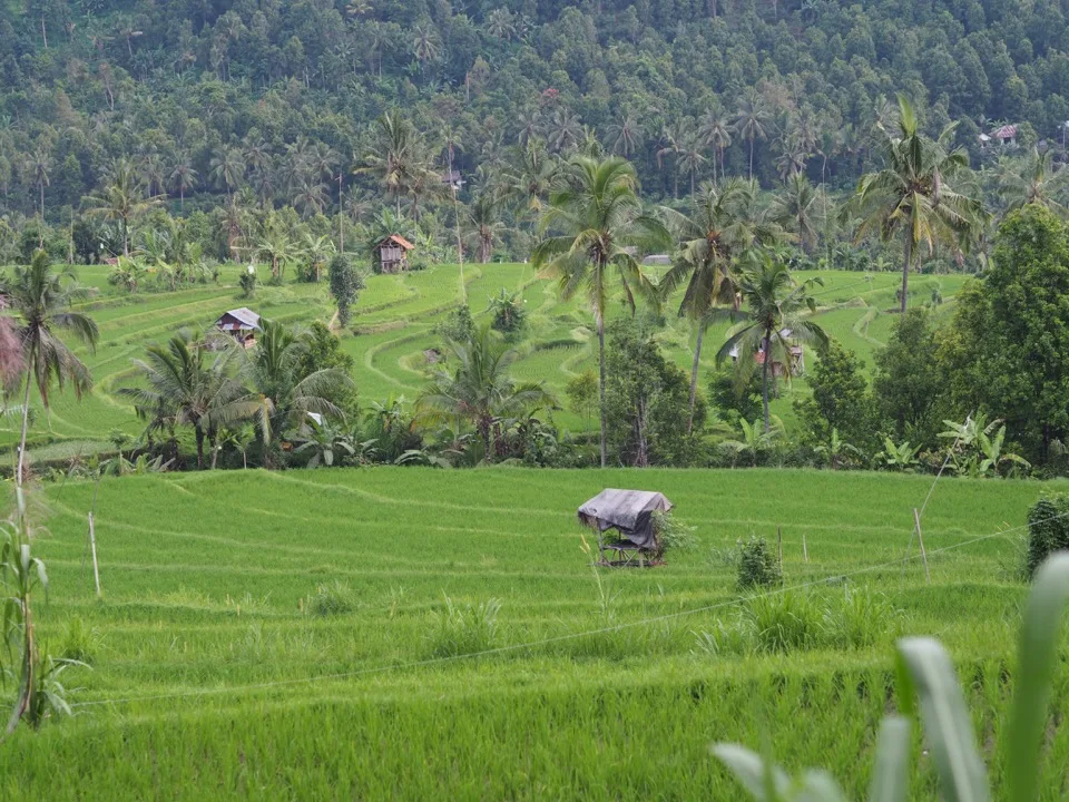 Rizières en terrasses vertes parsemées de palmiers à Bali