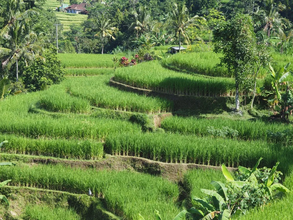Rizières en terrasses verdoyantes à Bali