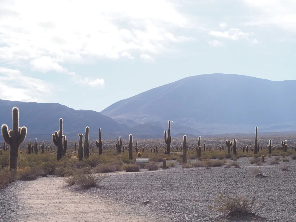Kolonialgebäude rund um einen Platz in Salta