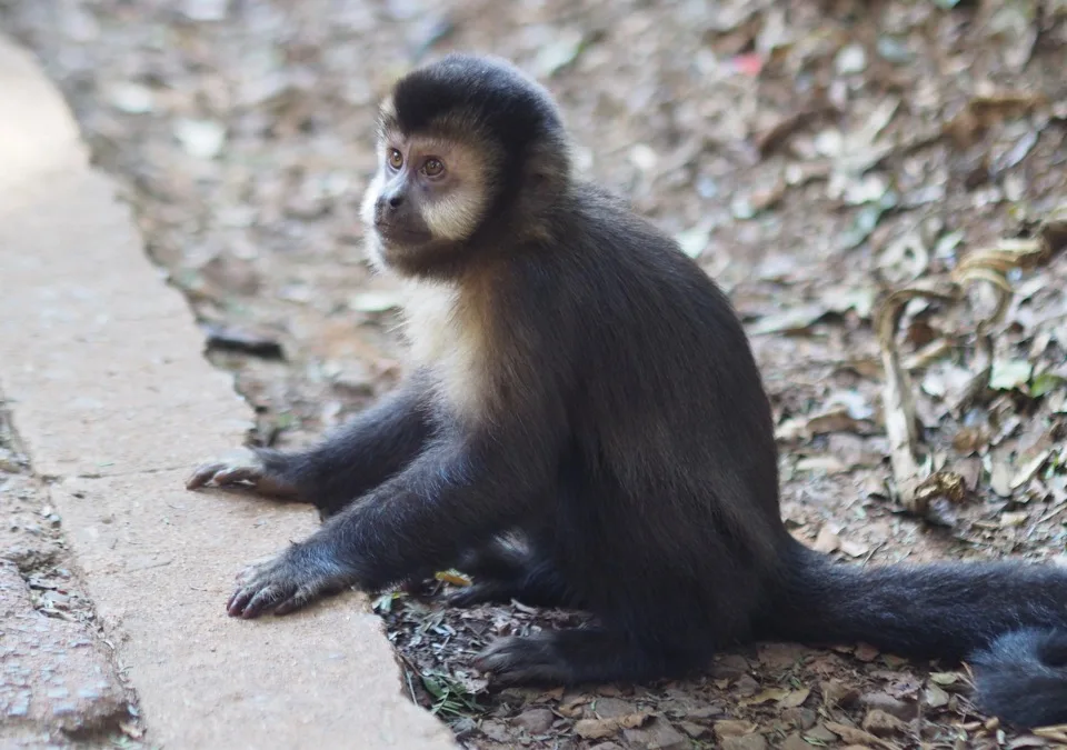Singe capucin à côté d'un sentier du parc national d'Iguazú
