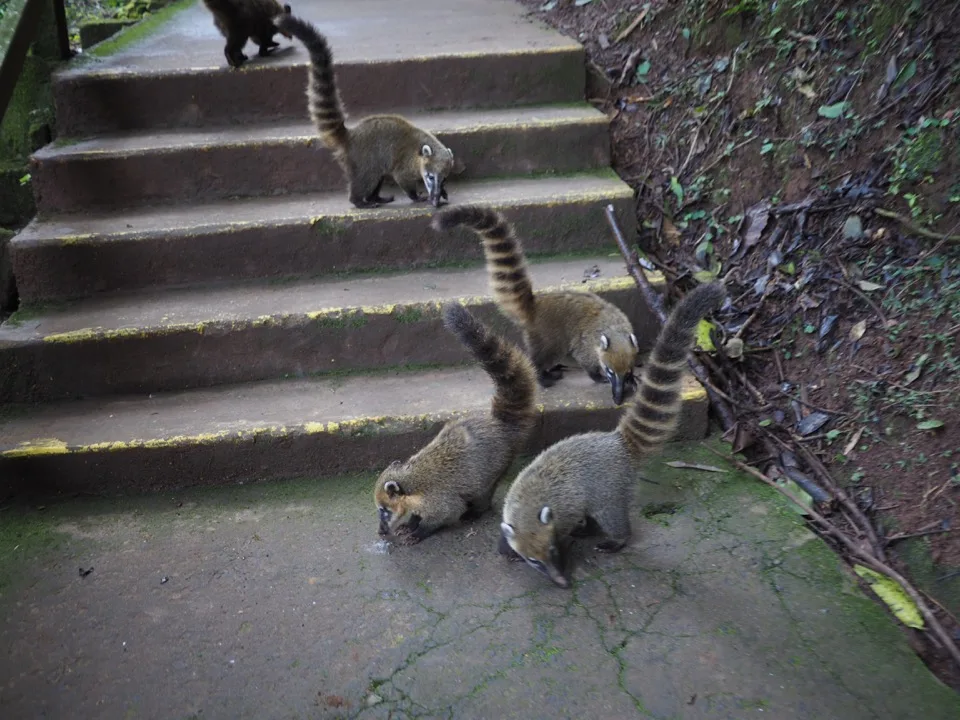 Coatis sur un escalier du parc d'Iguaçu