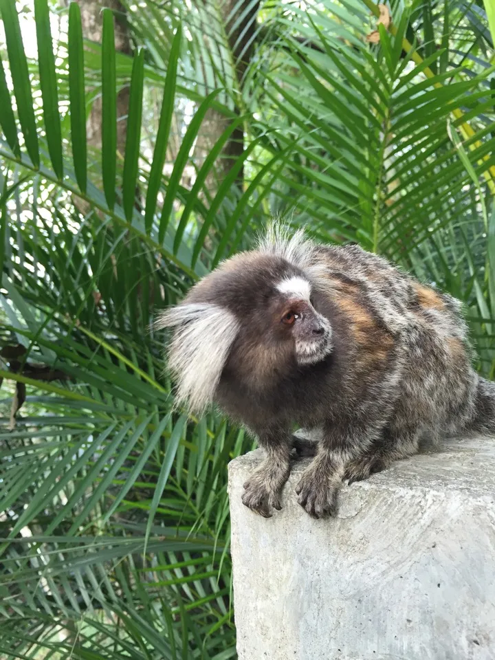 Ouistiti assis parmi les plantes tropicales